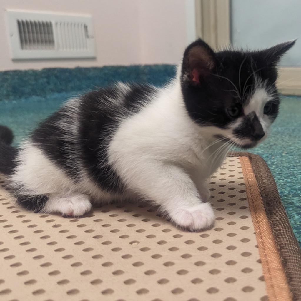 Violet, Adoptable, Adult Female Domestic Short Hair.