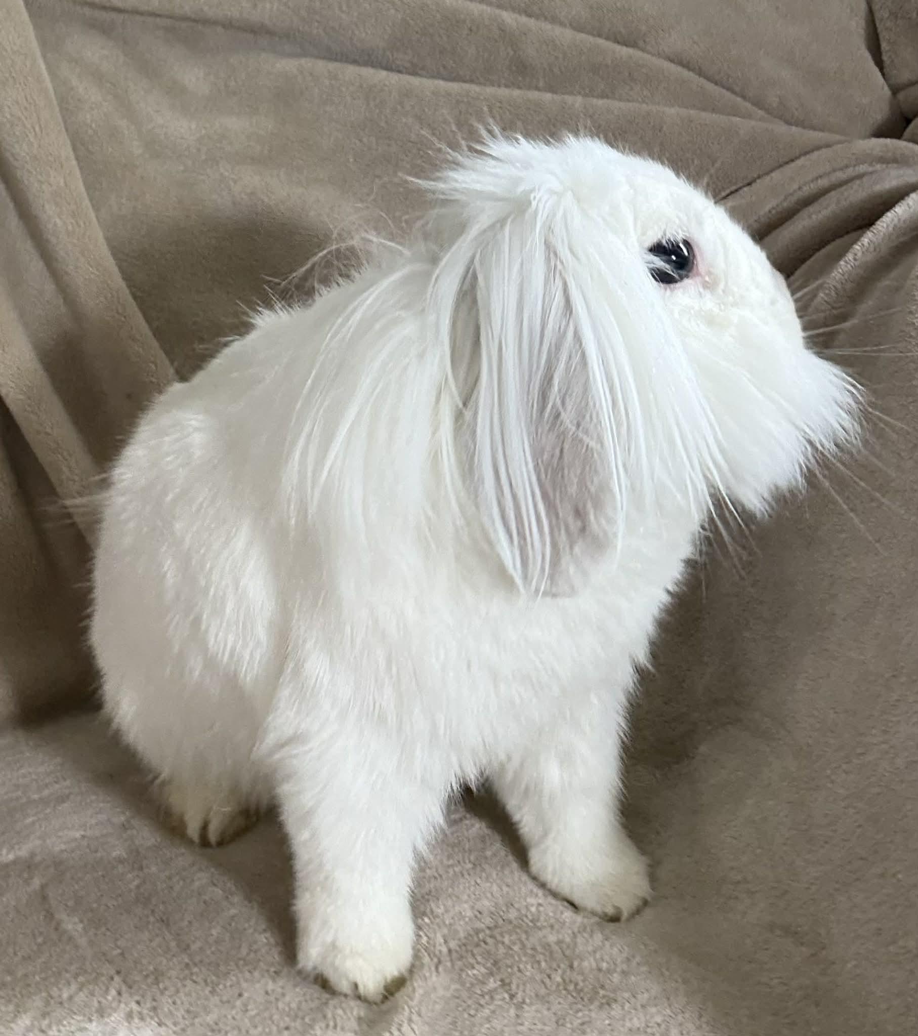 Bunny and Clawde - bonded TINY therapy bunnies! VIDEO - soooo sweet!!, a ADOPTABLE mixed breed in Bedford Hills, NY image 3/6