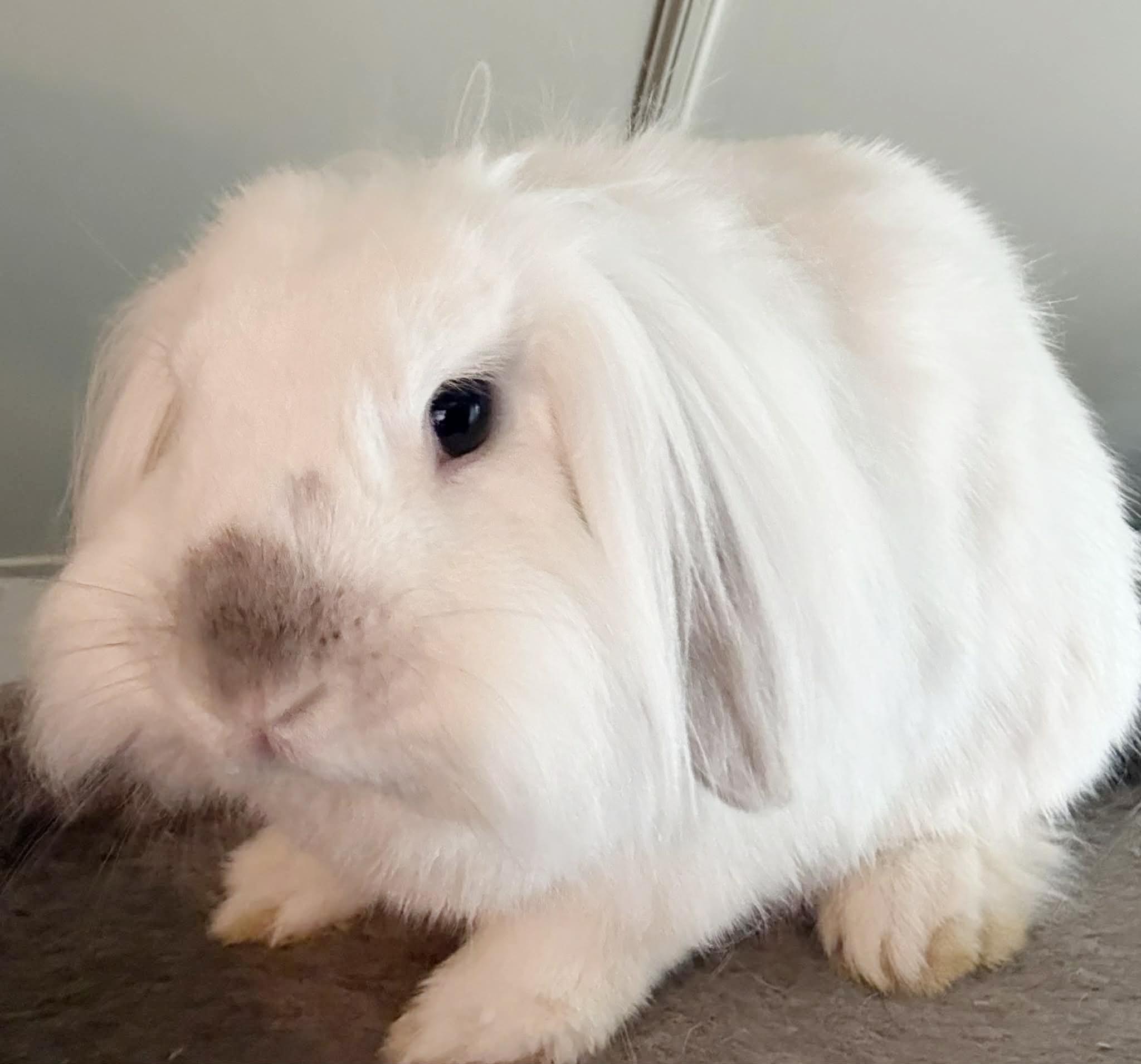 Bunny and Clawde - bonded TINY therapy bunnies! VIDEO - soooo sweet!!, a ADOPTABLE mixed breed in Bedford Hills, NY image 6/6