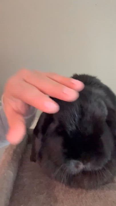 Enlarge Bunny and Clawde - bonded TINY therapy bunnies!  VIDEO - soooo sweet!!, a ADOPTABLE mixed breed in Bedford Hills, NY video 2/6