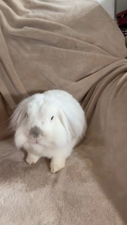 Enlarge Bunny and Clawde - bonded TINY therapy bunnies!  VIDEO - soooo sweet!!, a ADOPTABLE mixed breed in Bedford Hills, NY video 5/6