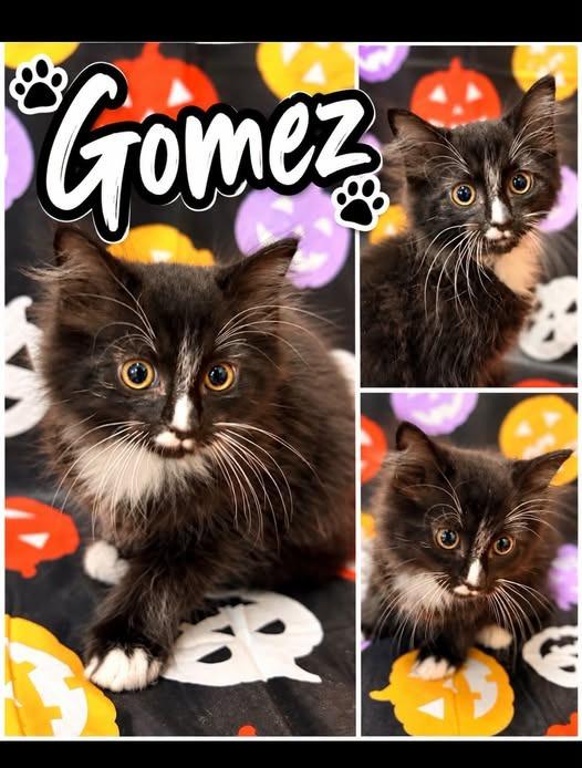 gomez, Adoptable, Kitten Male Domestic Long Hair.