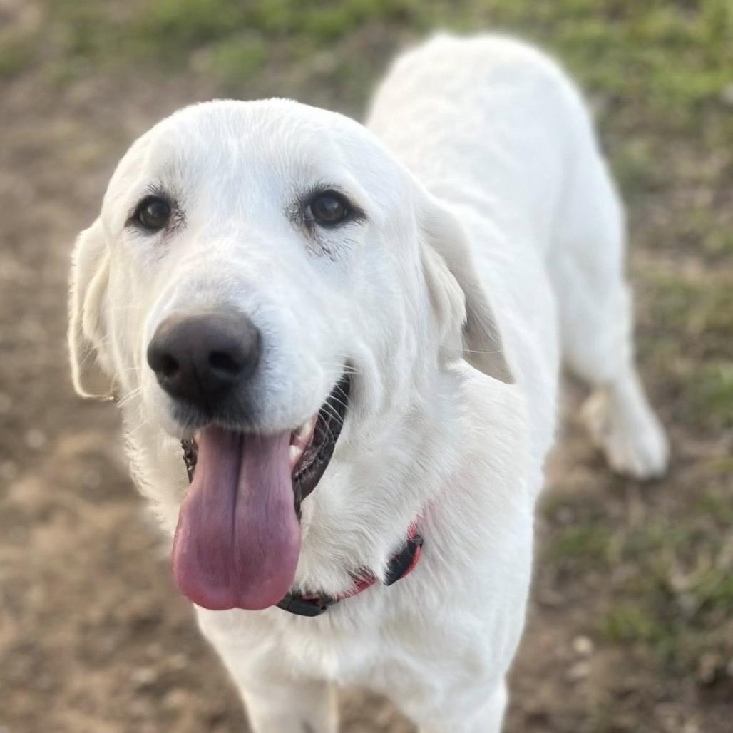 Sugar, Adoptable, Adult Female Great Pyrenees & Akbash.