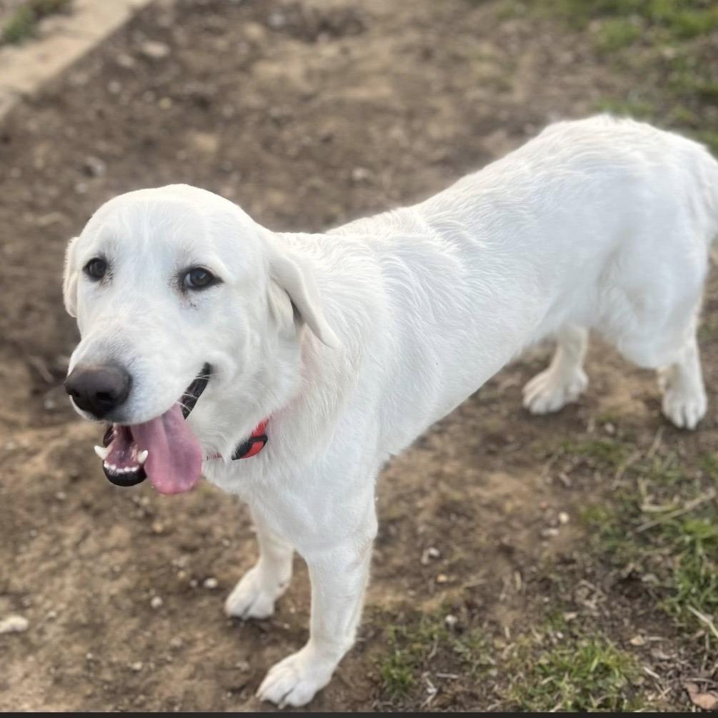 Enlarge Sugar, a Adoptable mixed breed in Collinsville , OK image 2/3