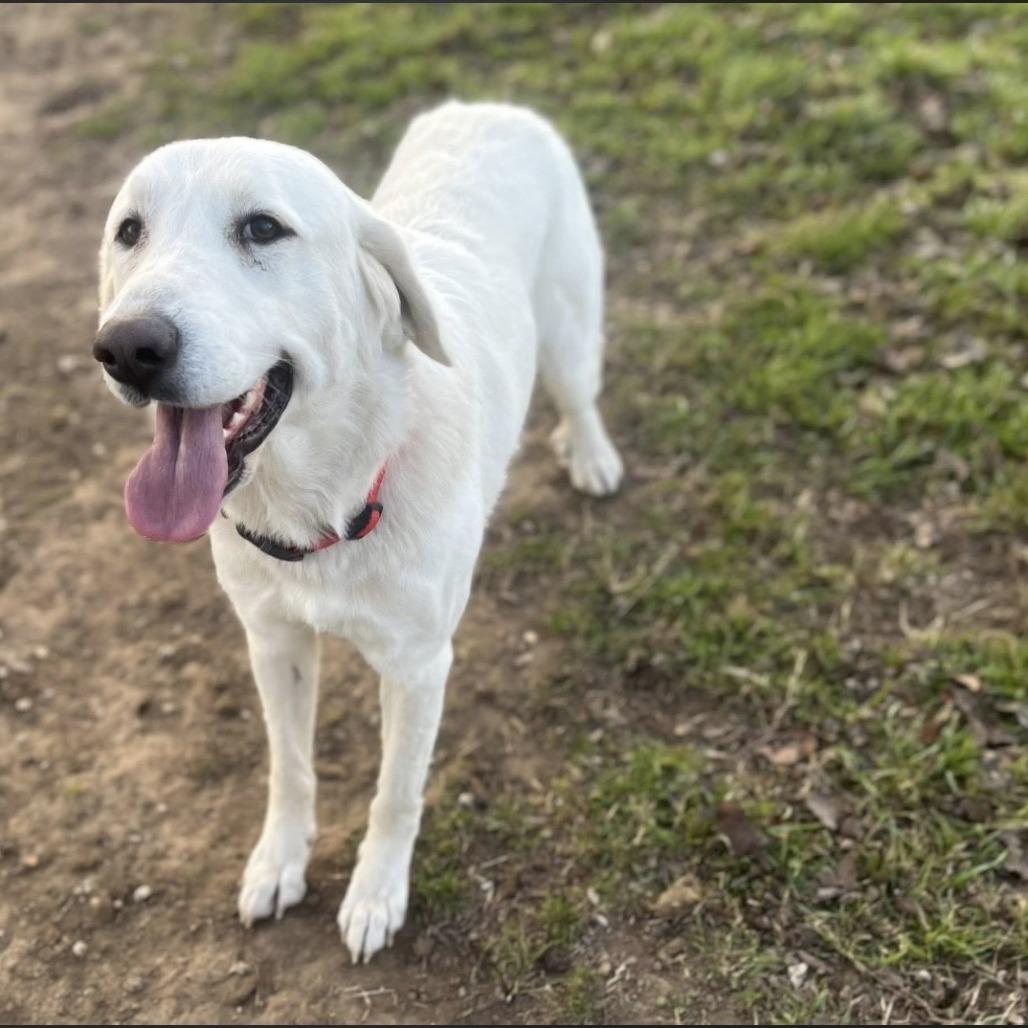 Enlarge Sugar, a Adoptable mixed breed in Collinsville , OK image 3/3