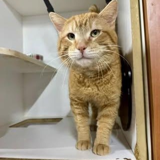 Enlarge Ruban, a ADOPTABLE Domestic Short Hair in Alexandria, IN image 2/5