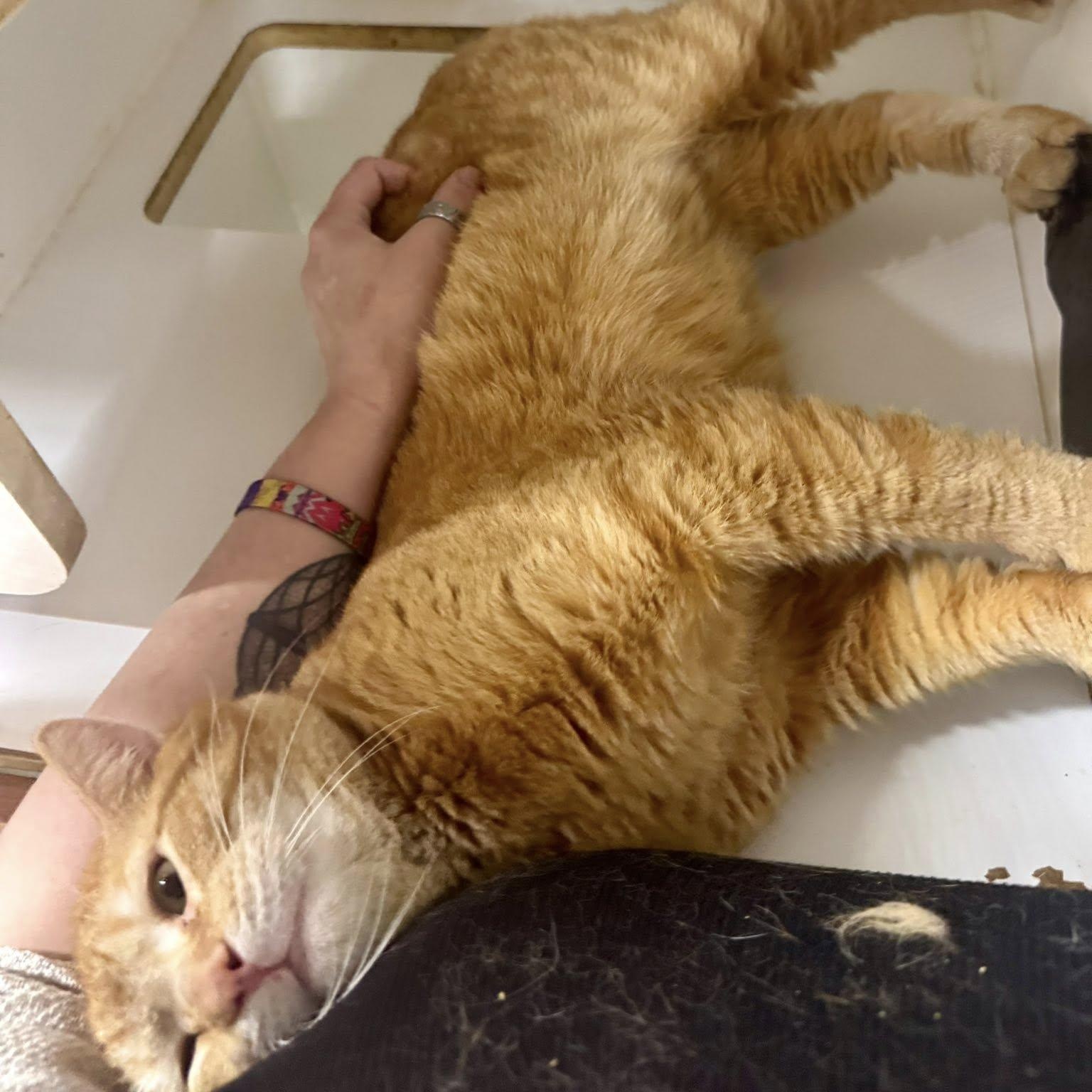 Ruban, ADOPTABLE, Adult Male Domestic Short Hair.
