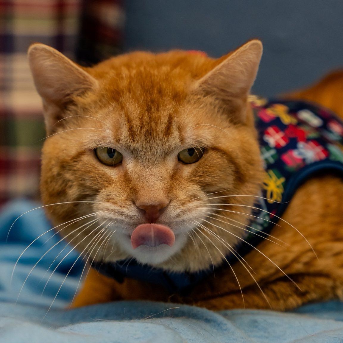 Enlarge Ruban, a ADOPTABLE Domestic Short Hair in Alexandria, IN image 4/5