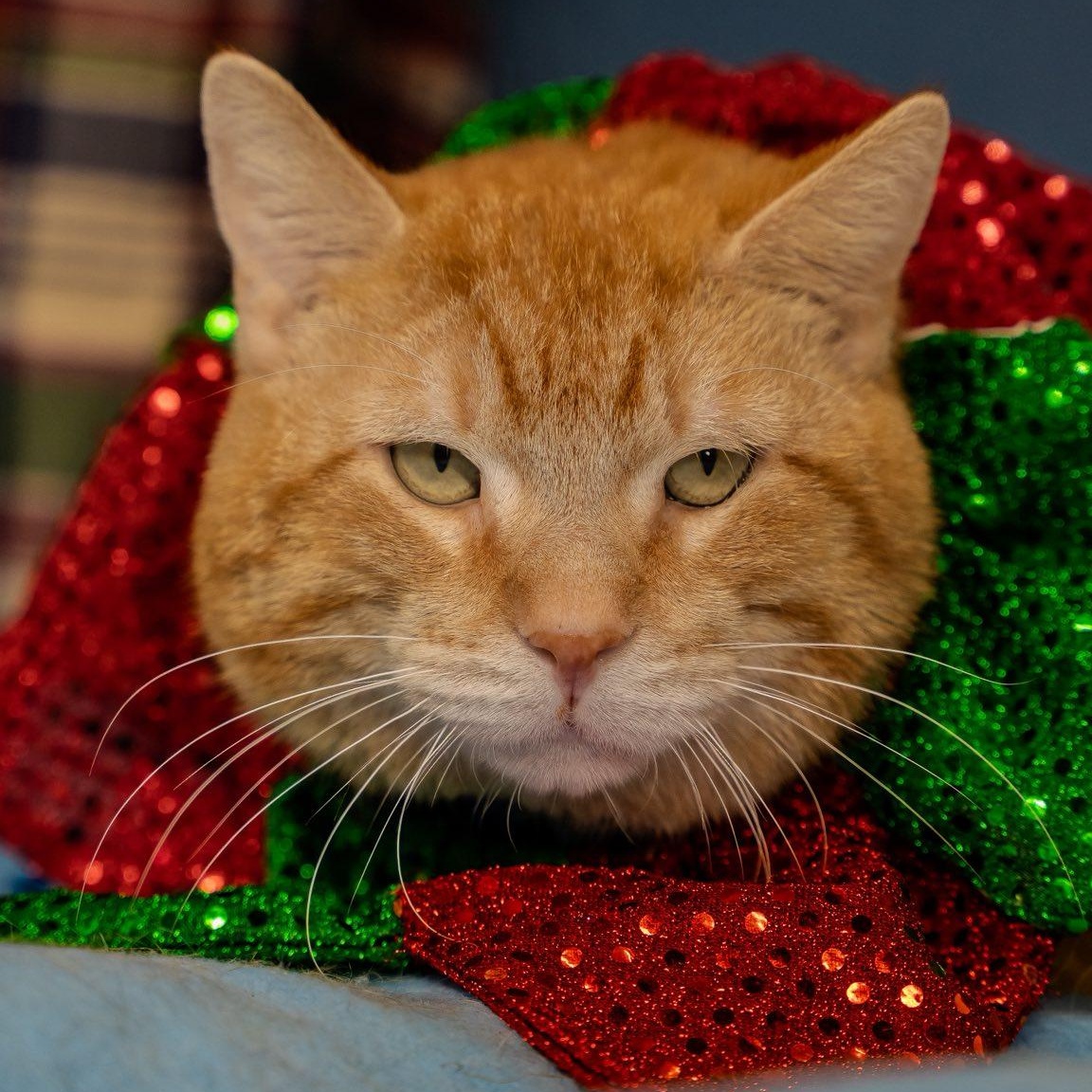 Enlarge Ruban, a ADOPTABLE Domestic Short Hair in Alexandria, IN image 5/5