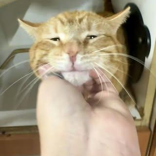 Enlarge Ruban, a ADOPTABLE Domestic Short Hair in Alexandria, IN image 3/5