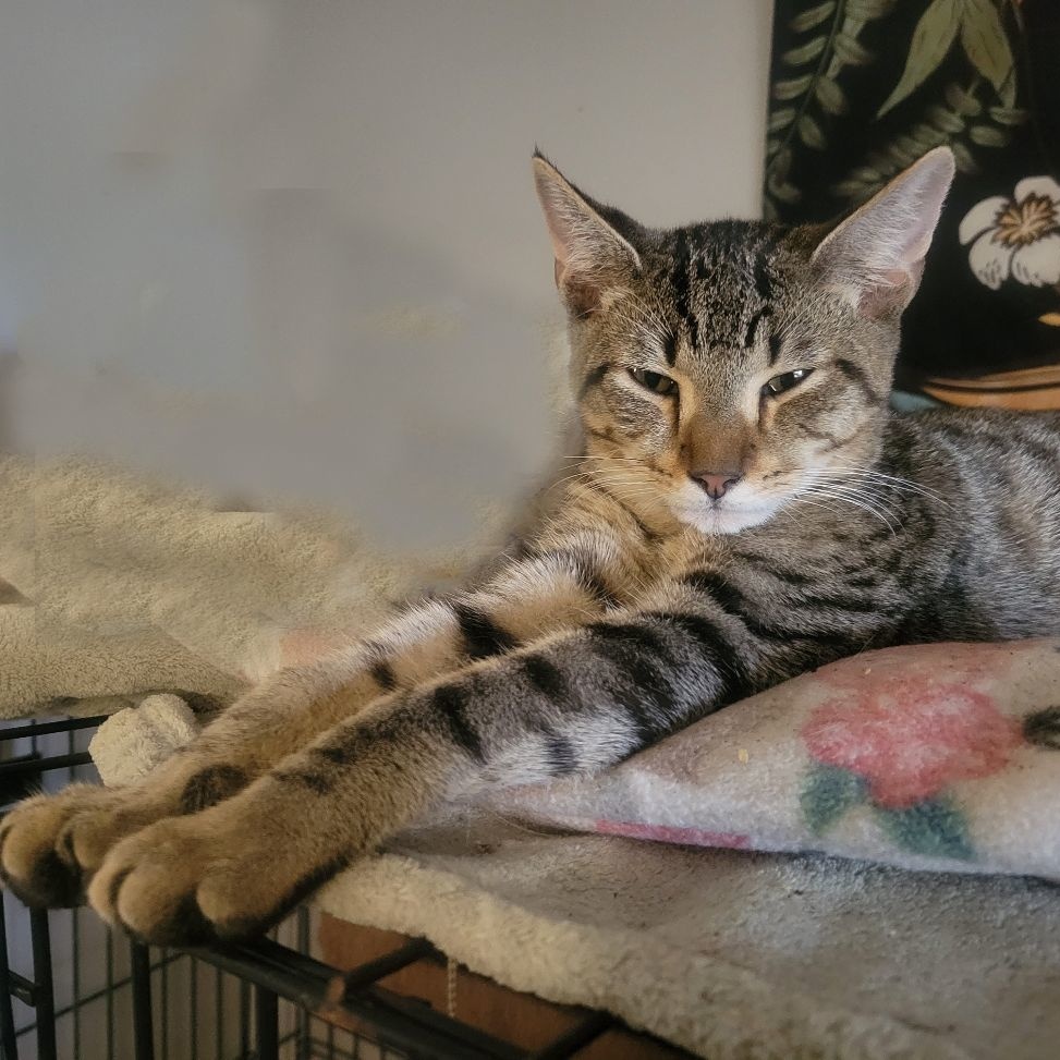 Silas, Adoptable, Adult Male Domestic Short Hair & Bengal.