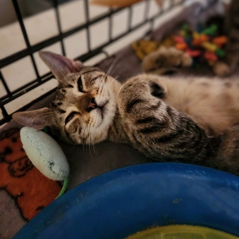 Silas, a Adoptable mixed breed in New Port Richey, FL image 2/2