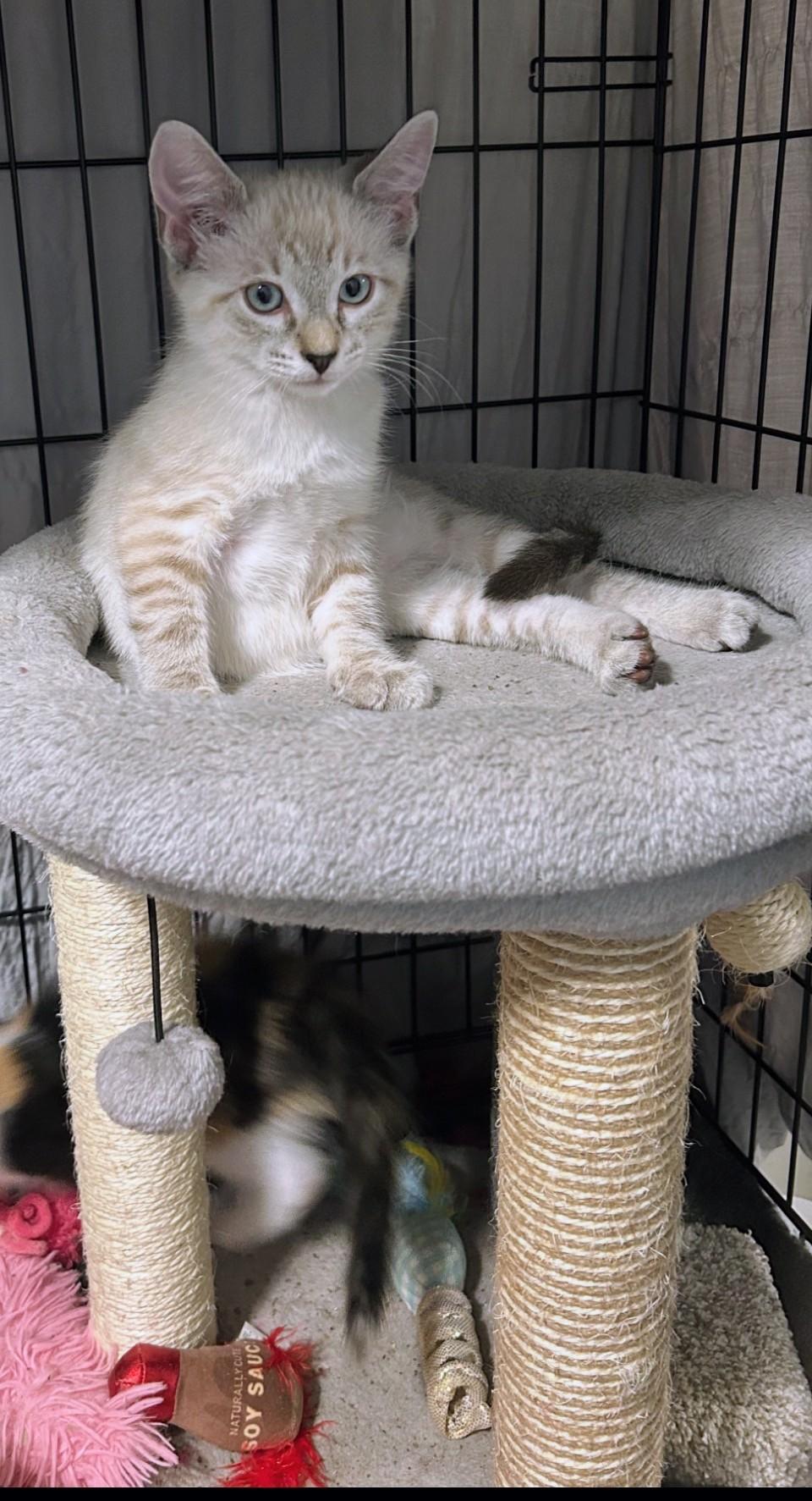 Enlarge Bluey and Bodie, a Adoptable Siamese in Atlanta, GA image 4/6