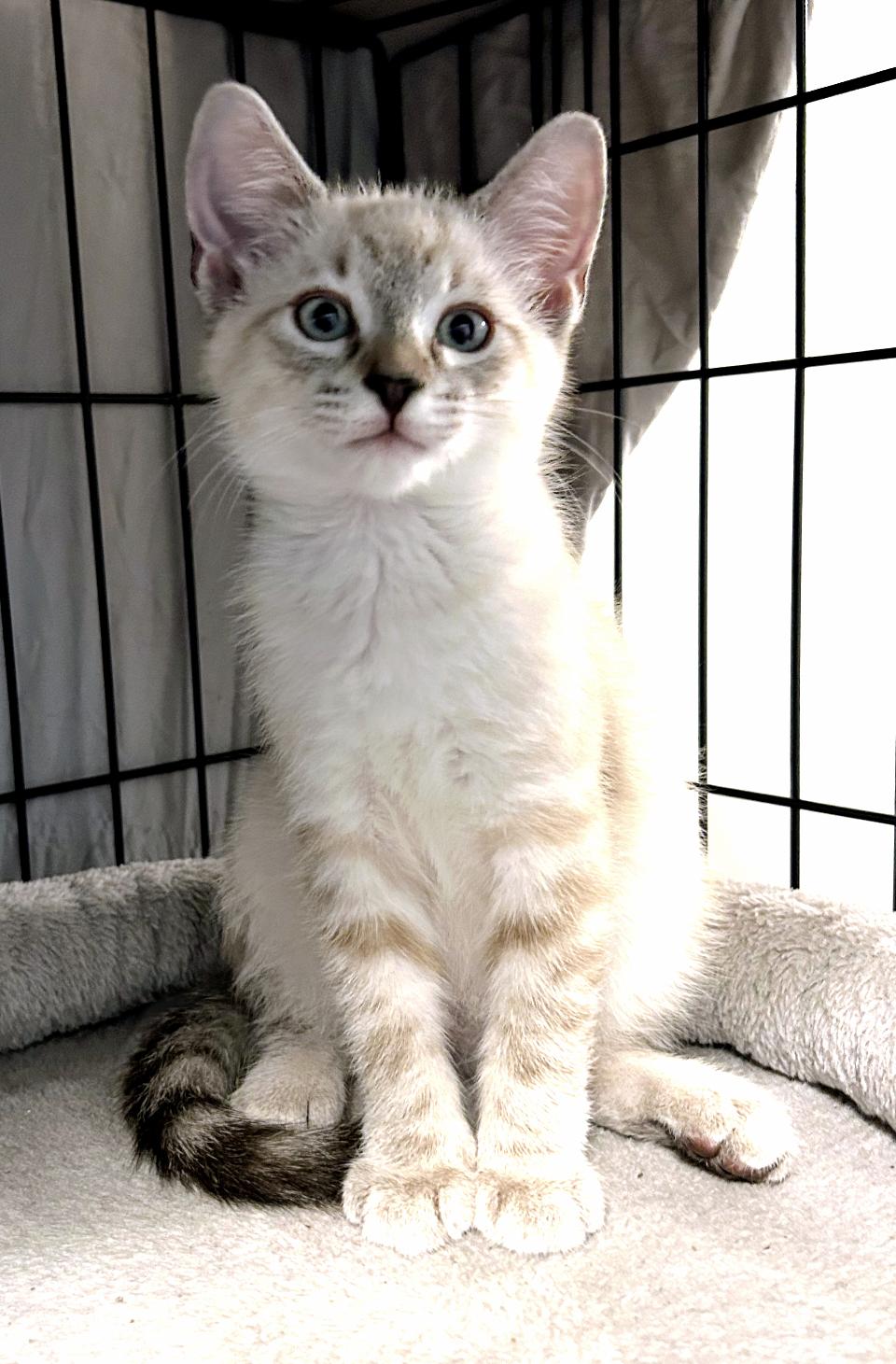 Enlarge Bluey and Bodie, a Adoptable Siamese in Atlanta, GA image 2/6