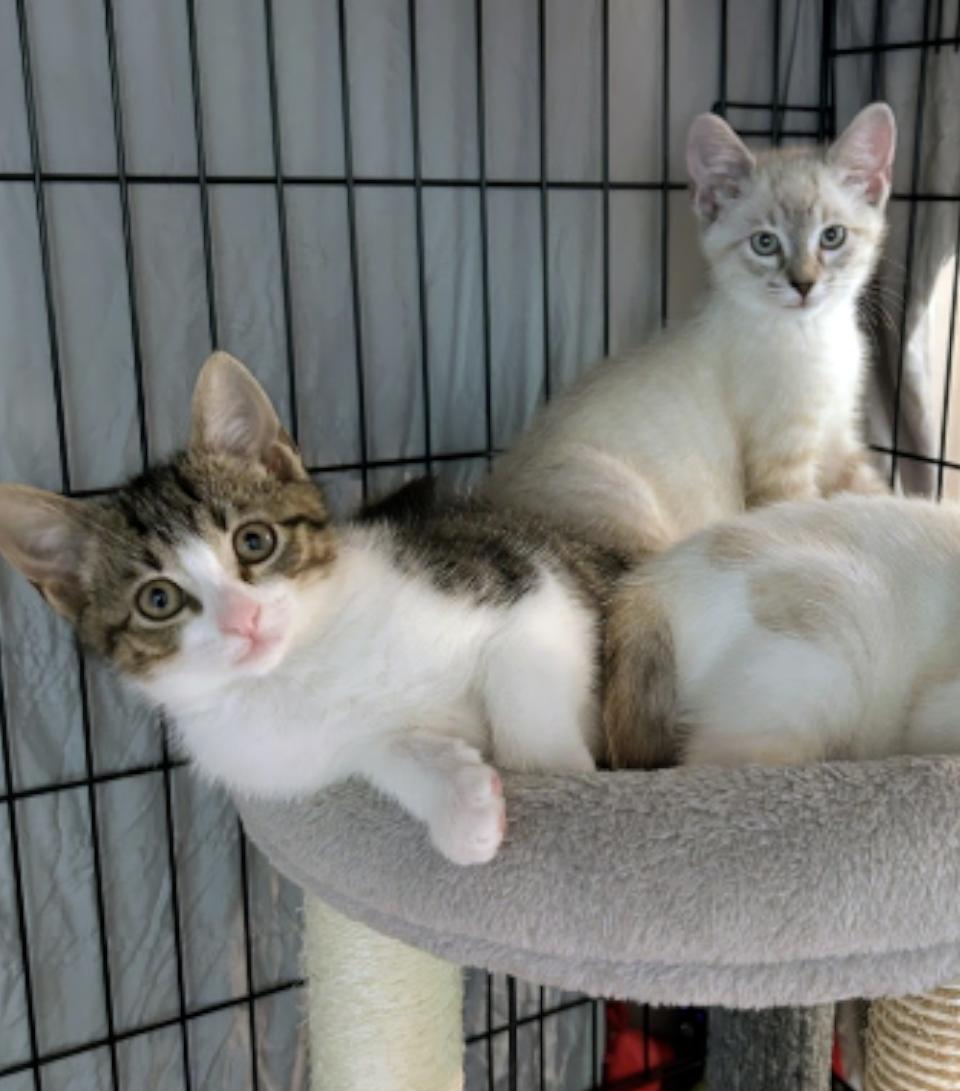 Bluey and Bodie, Adoptable, Kitten Male Siamese.