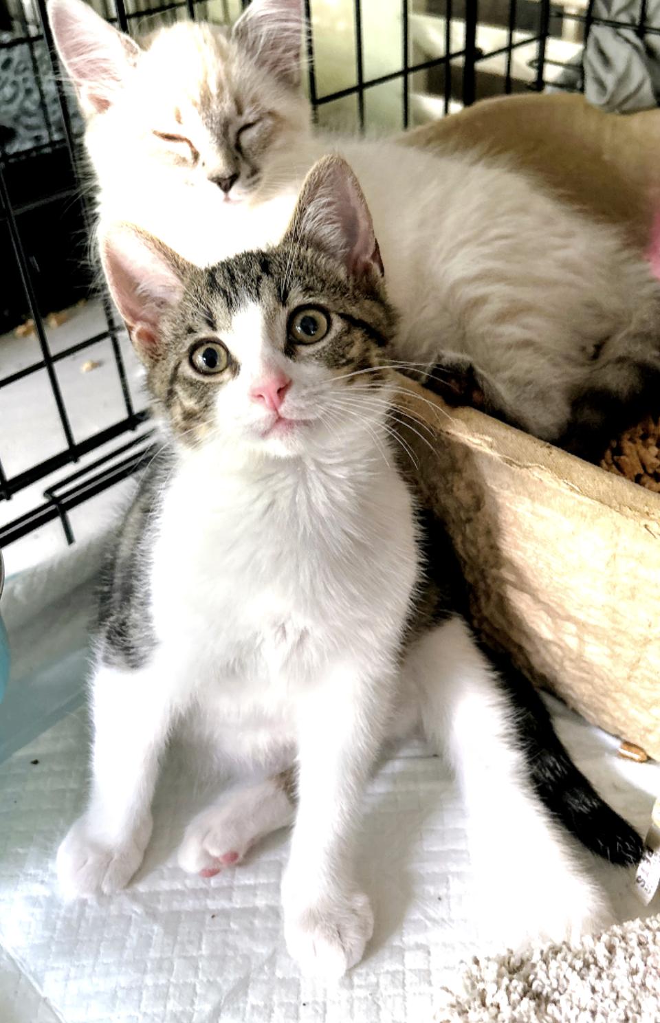 Enlarge Bluey and Bodie, a Adoptable Siamese in Atlanta, GA image 3/6