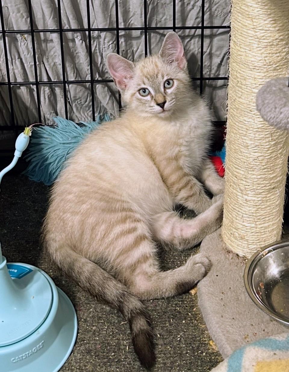Enlarge Bluey and Bodie, a Adoptable Siamese in Atlanta, GA image 6/6