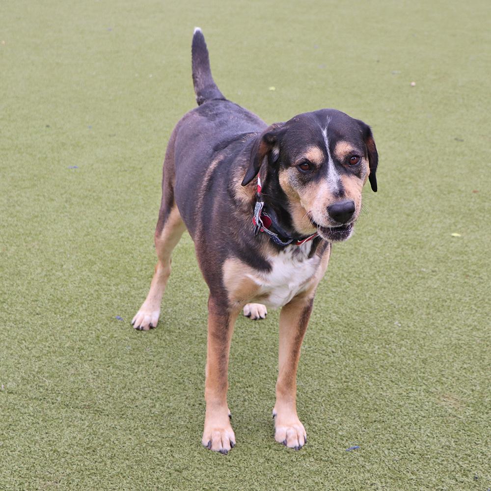 Buster, a Adoptable mixed breed in Port Washington, NY image 1/4