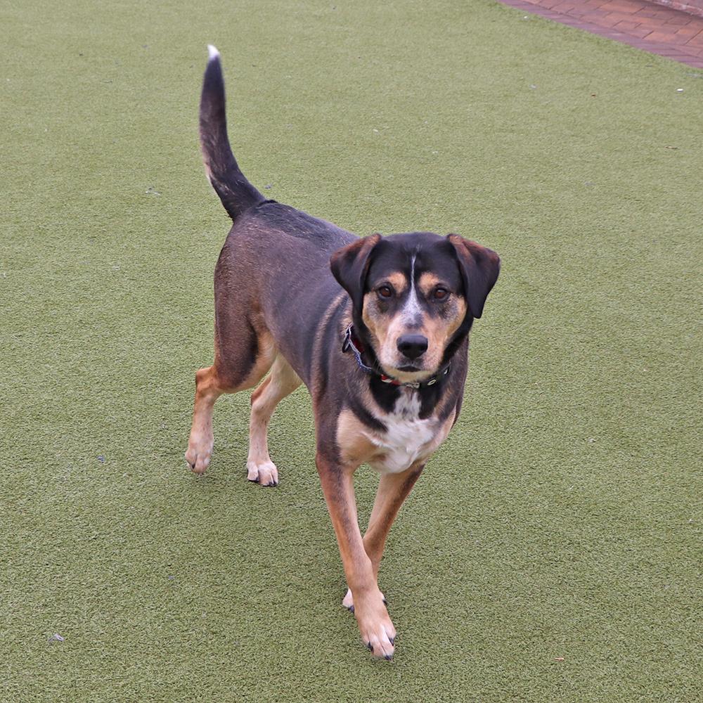 Buster, a Adoptable mixed breed in Port Washington, NY image 2/4