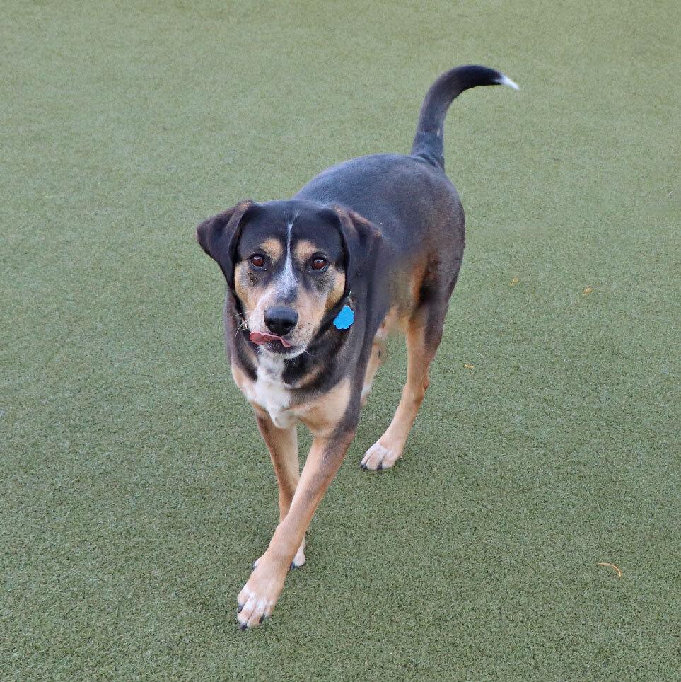 Enlarge Buster, a Adoptable mixed breed in Port Washington, NY image 1/5