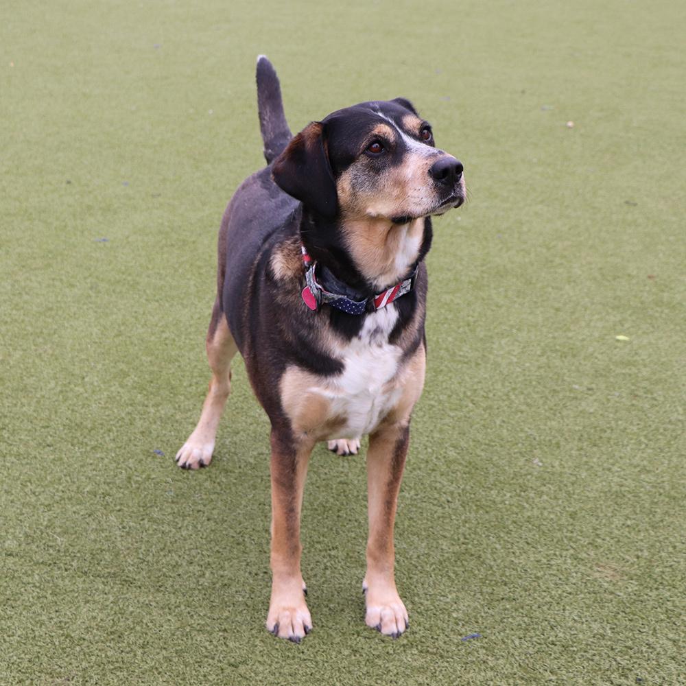 Buster, a Adoptable mixed breed in Port Washington, NY image 3/4