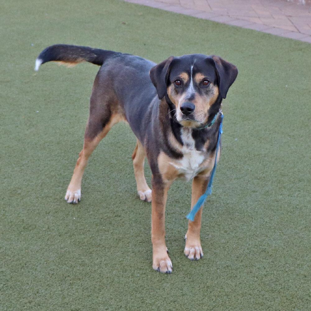 Enlarge Buster, a Adoptable mixed breed in Port Washington, NY image 2/5