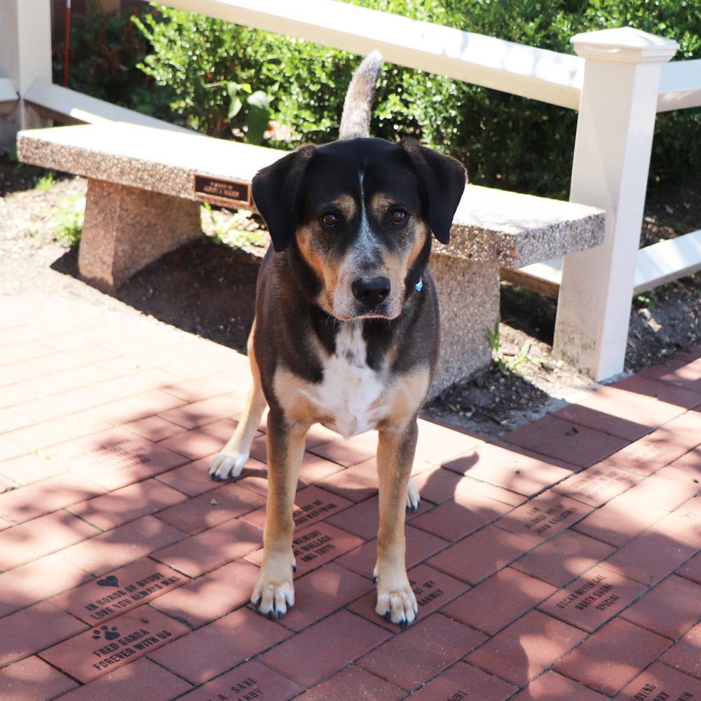 Buster, a Adoptable mixed breed in Port Washington, NY image 1/5