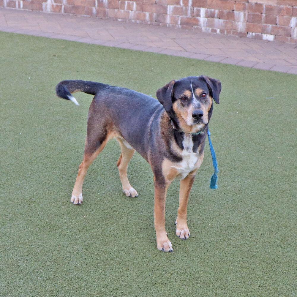 Enlarge Buster, a Adoptable mixed breed in Port Washington, NY image 3/5