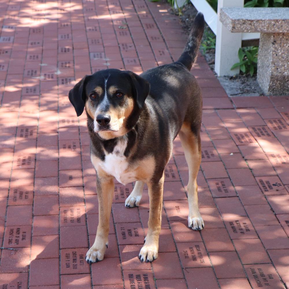 Buster, a Adoptable mixed breed in Port Washington, NY image 2/5