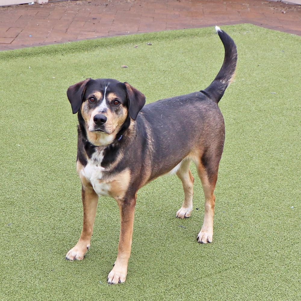 Buster, a Adoptable mixed breed in Port Washington, NY image 4/4