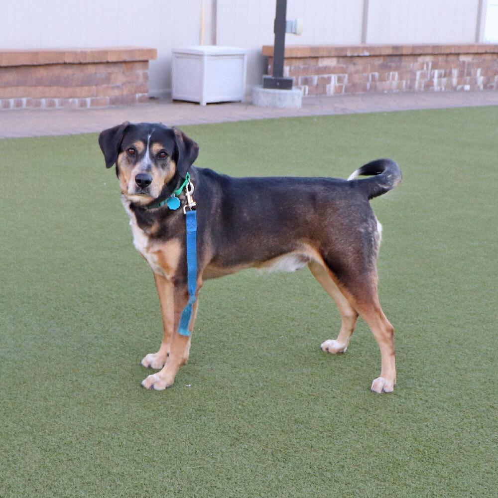 Enlarge Buster, a Adoptable mixed breed in Port Washington, NY image 4/5