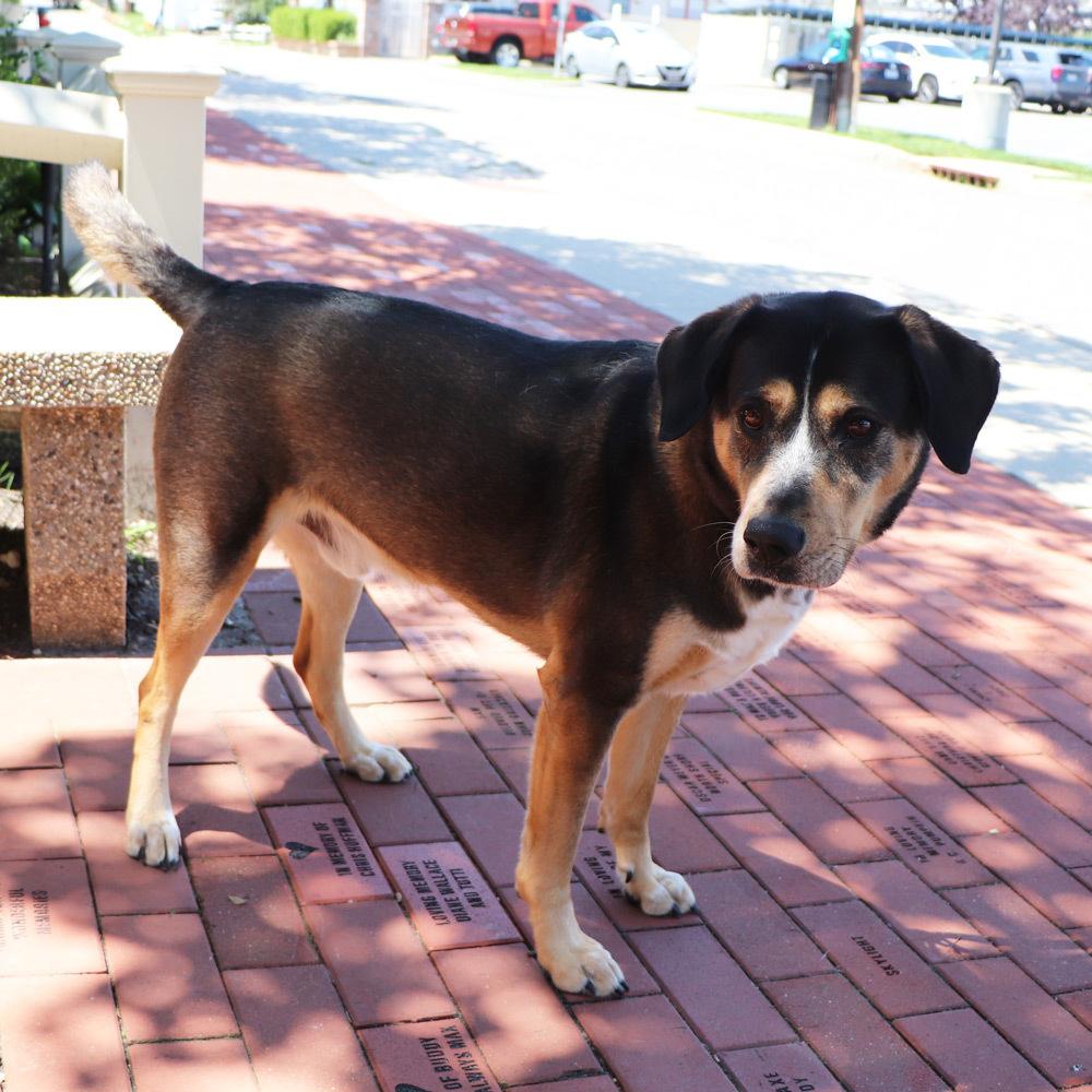 Buster, a Adoptable mixed breed in Port Washington, NY image 4/5