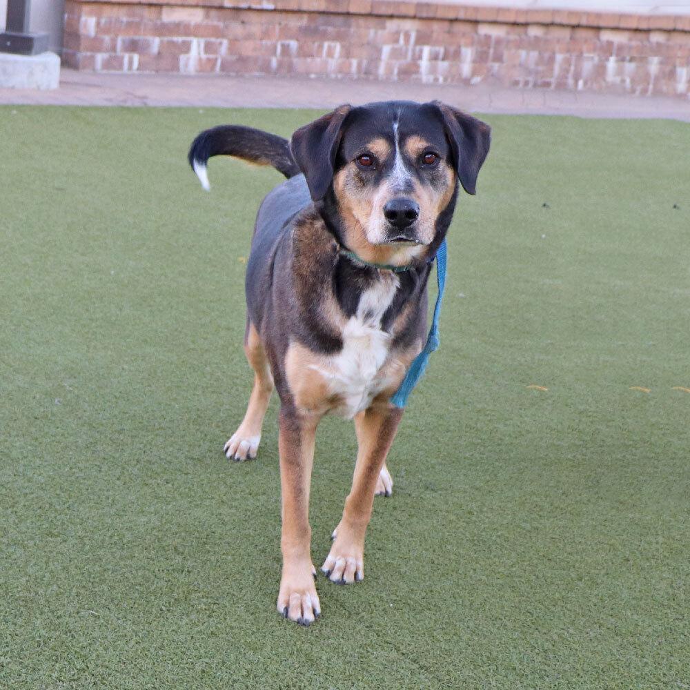 Enlarge Buster, a Adoptable mixed breed in Port Washington, NY image 5/5