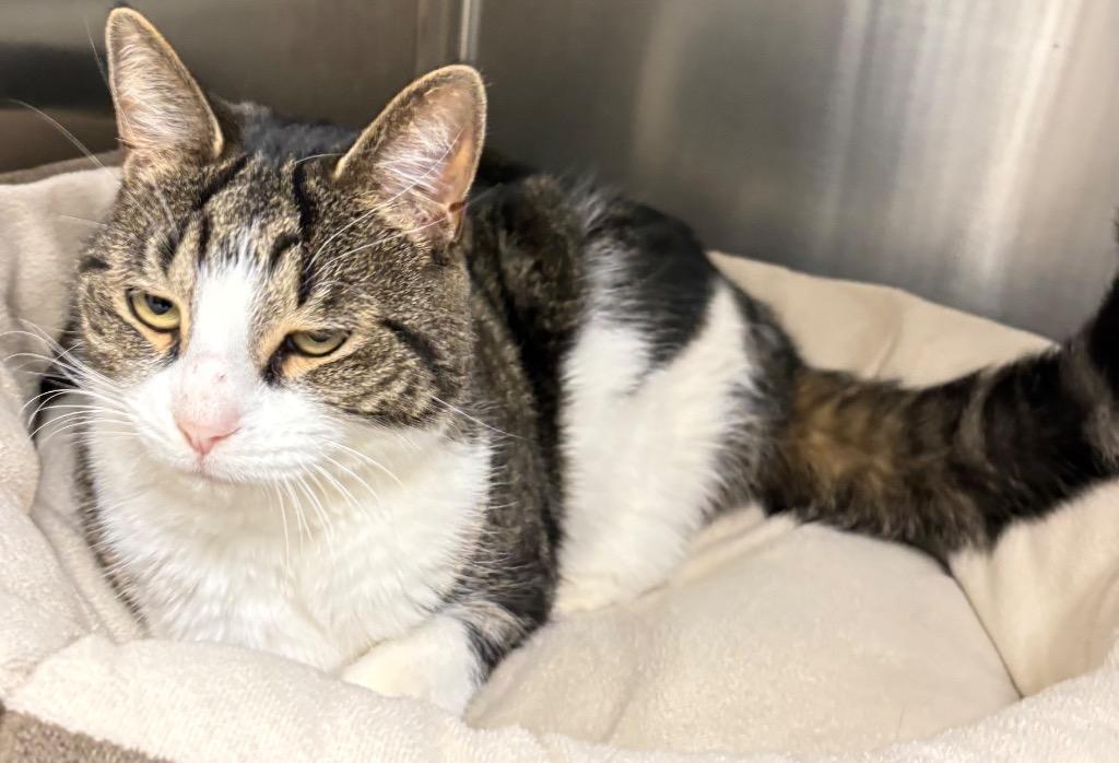 Ainsley, Adoptable, Young Female Domestic Short Hair.