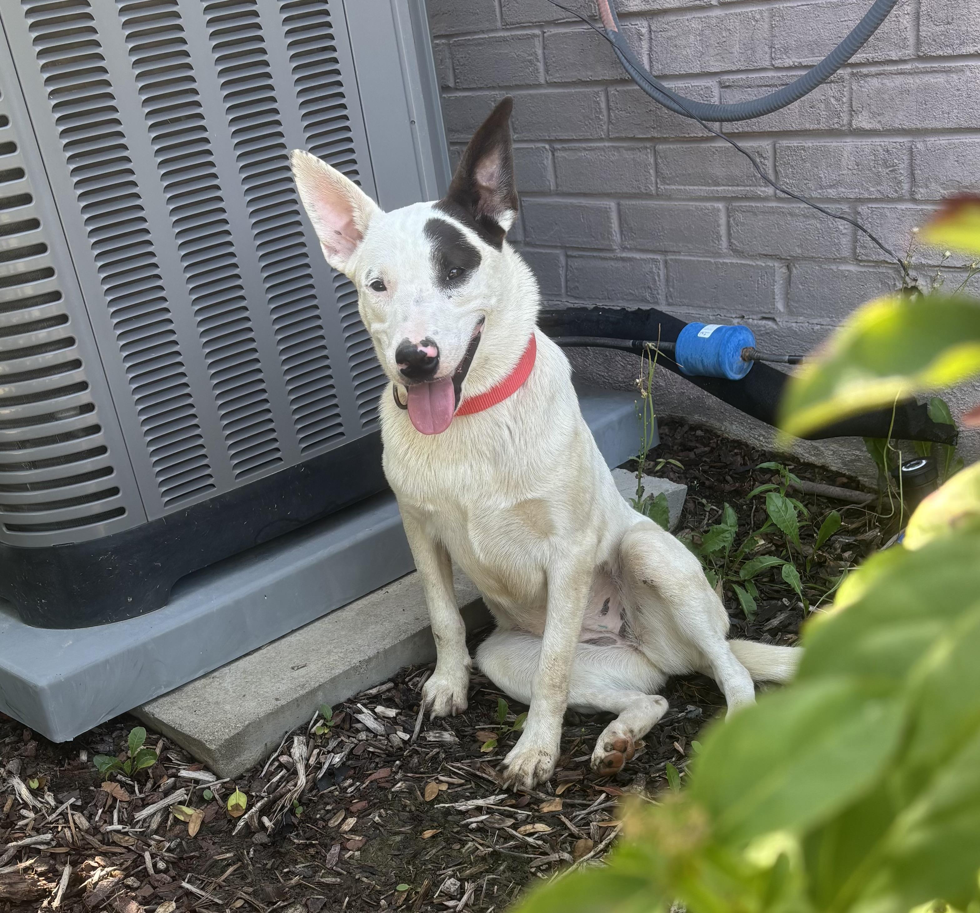 Enlarge Mikayla, an adopted mixed breed in Pilot Point, TX image 5/6
