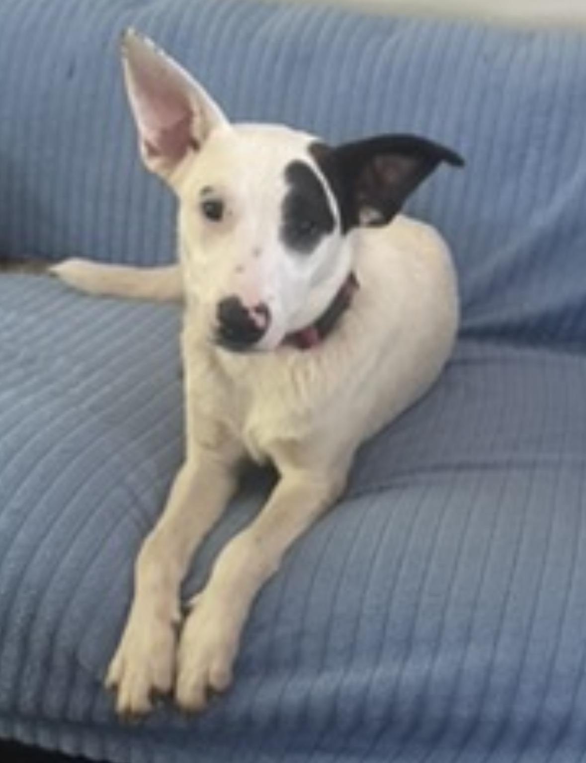 Mikayla, a ADOPTABLE mixed breed in Pilot Point, TX image 1/2