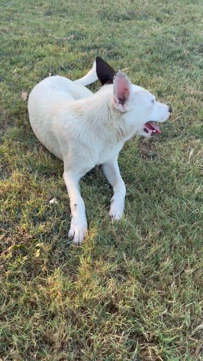 Enlarge Mikayla, an adopted mixed breed in Pilot Point, TX video 4/6