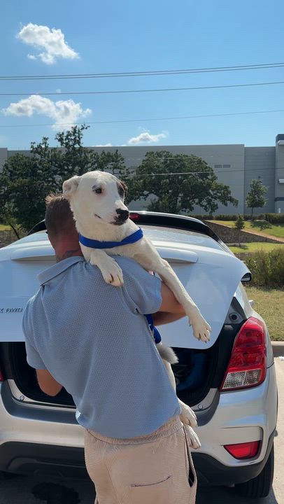 Enlarge Mikayla, an adopted mixed breed in Pilot Point, TX video 6/6