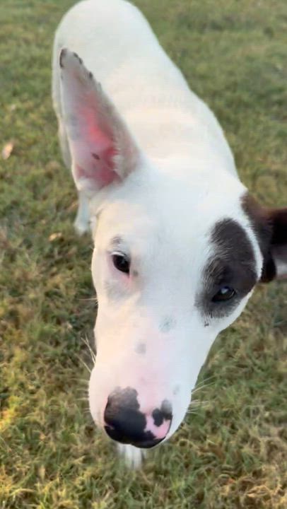 Enlarge Mikayla, an adopted mixed breed in Pilot Point, TX video 3/6