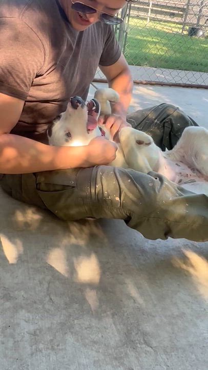 Enlarge Mikayla, a ADOPTABLE mixed breed in Pilot Point, TX video 2/2