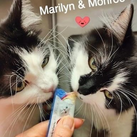 Enlarge Marilyn & Monroe, a Adoptable Domestic Medium Hair in Long Beach, CA image 1/6