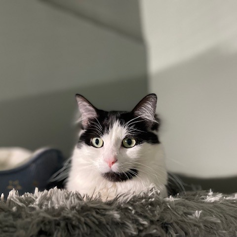 Marilyn & Monroe, a Adoptable Domestic Medium Hair in Long Beach, CA image 2/6