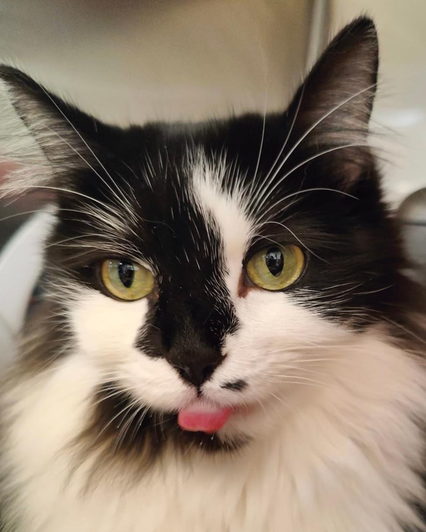 Marilyn & Monroe, Adoptable, Adult Female Domestic Medium Hair.