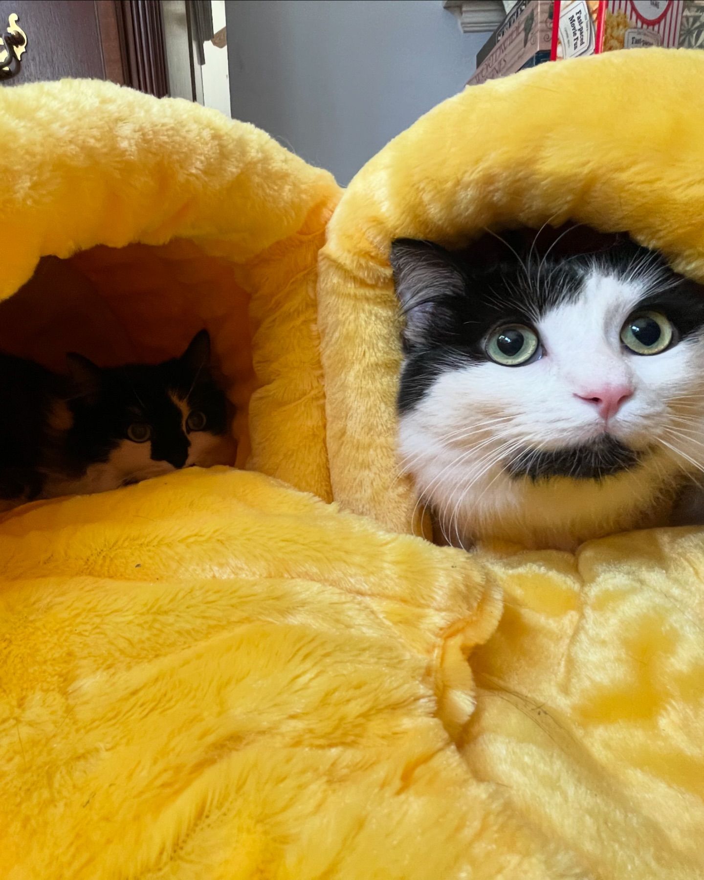 Marilyn & Monroe, a Adoptable Domestic Medium Hair in Long Beach, CA image 4/6