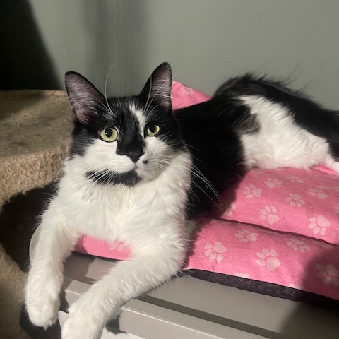 Marilyn & Monroe, a Adoptable Domestic Medium Hair in Long Beach, CA image 5/6