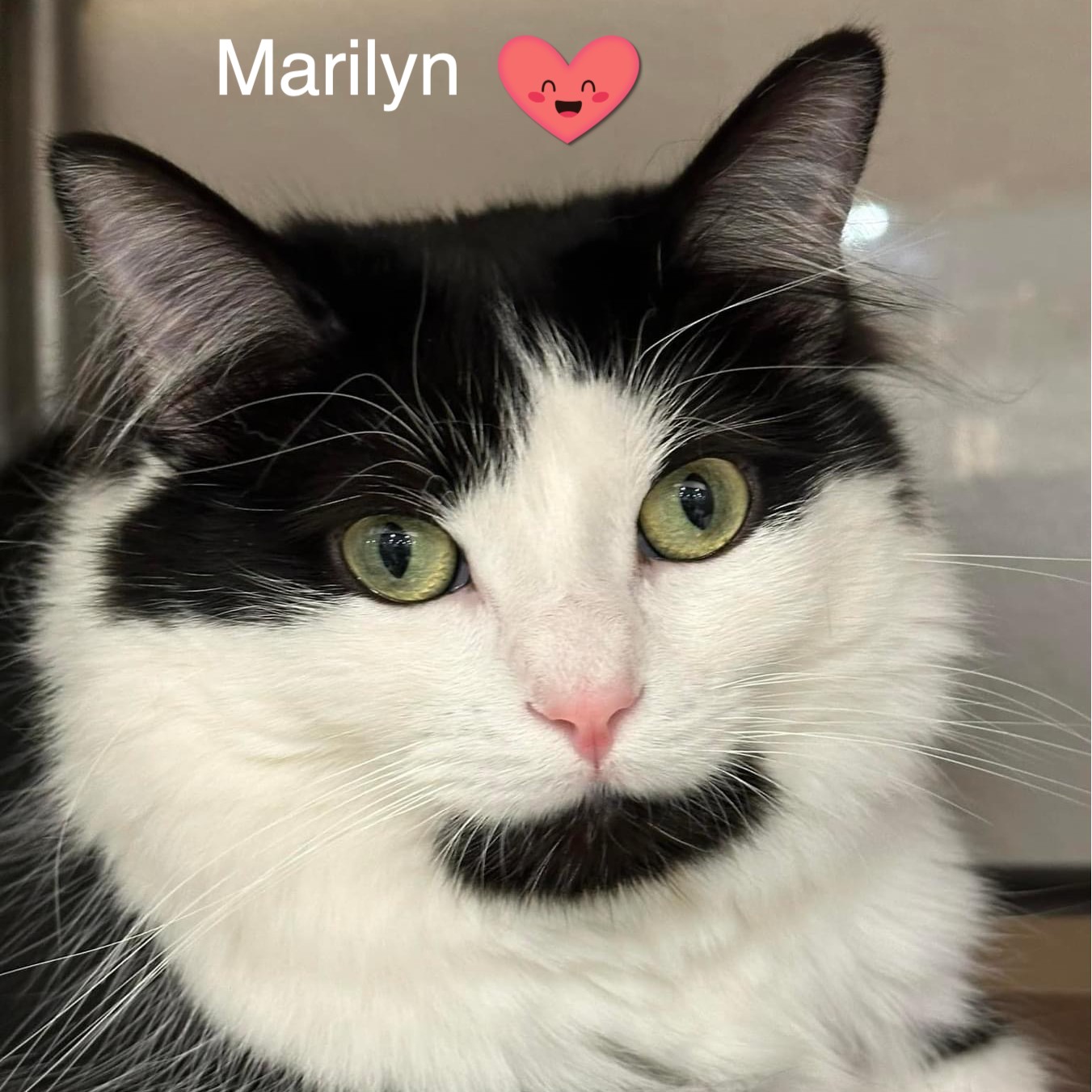 Marilyn & Monroe, a Adoptable Domestic Medium Hair in Long Beach, CA image 6/6