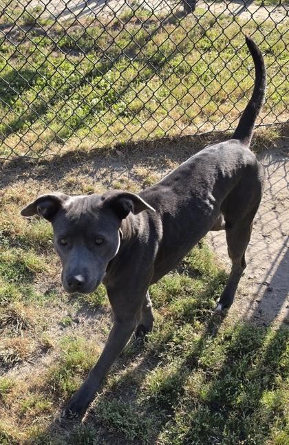 Bluetiful(HW+), Adoptable, Young Female Terrier & Mixed Breed.