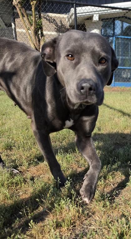 Enlarge Bluetiful(HW+), a Adoptable mixed breed in Conway, SC image 2/3