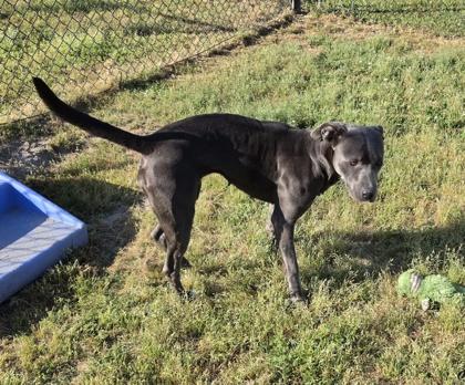 Enlarge Bluetiful(HW+), a Adoptable mixed breed in Conway, SC image 3/3