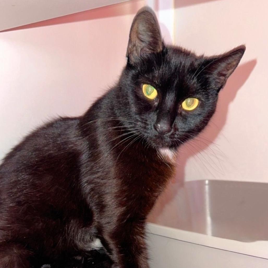 Mother Boo, Adoptable, Adult Female Domestic Short Hair.